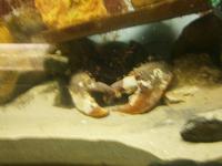 Scheren eines Nordseehummers