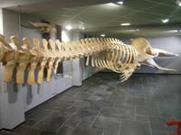 Skelett eines vor einer westfriesischen Insel gestrandeten Wals 