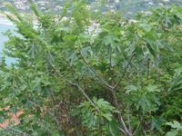 Feigenbaum mit Blüten