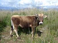 Kuh am Kap von Palinuro