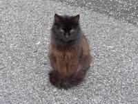 wartet auf den Mozarella an der Käserei