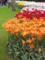 Blumenpracht in allen Farben
