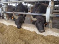 Die Büffel von Vanullo