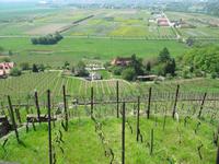 Ausblick auf den Weinberg