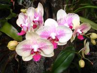 Orchideen- Garten 