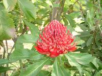 Blandy's Garden - Telopea