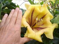 Botanischer Garten in Funchal - Blütengröße