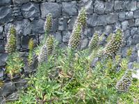 Botanischer Garten in Funchal - 