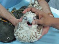 Abu Dhabi - Falkenklinik