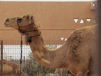 Al Ain - Kamelmarkt