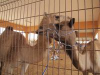 Al Ain - Kamelmarkt