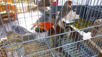 sogar hübsche Vögel werden auf dem Wochenmarkt von Sineu angeboten