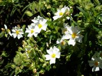 Montpellier Zistrose weiß