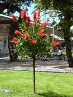 Starrer Zylinderputzer