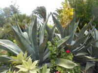 Flora auf dem Weingut 