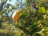 Flora in Santa Flavia