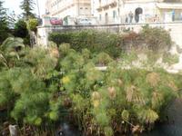 in Syrakus / Arethusaquelle