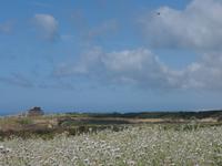 Akropolis von Selinunte