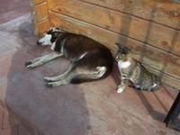 Mittagsschlaf in Istanbul