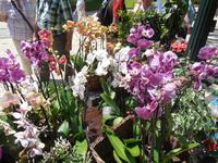 Blumenzauber in Funchal