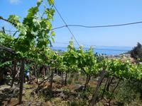 Weingut auf Madeira