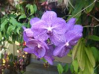 Orchideen im Garden der Familie Pregetter