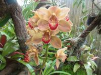 Orchideen im Jardim Botanico