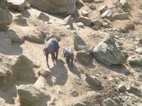 korsische Schweine