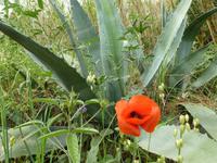 Asiatischer Hahnenfuß