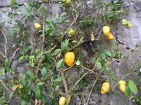 Im Park des Palastes reife Zitronen von ungewöhnlicher Größe ...