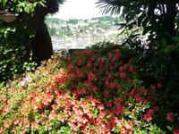 Blumenpracht in Ascona und ...
