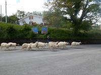Verkehrsteilnehmer