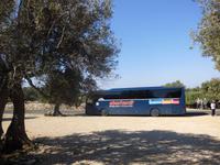 Im Olivengarten von Lun, Pag