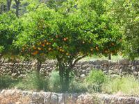 Orangenbäume in den Gärten von Alfabia