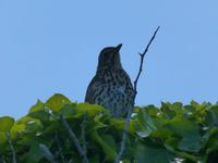 Arran Islands - Inishmore