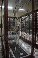 Hirschskelett in der Ausstellung neben der Ghar Dalam Höhle