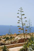 blühende Agaven über der Blauen Grotte