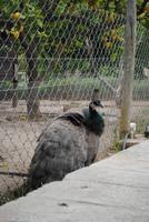 Limestone Heritage Museum