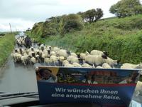 tierische Hindernisse unterwegs in Cornwall 