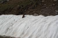 ...endlich Schnee für Murmels Füße