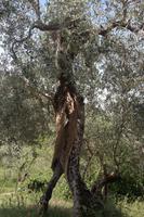 Olivenbaum (hält was aus)