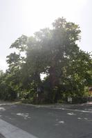 800 Jahre alte Platane