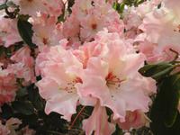 Rhododendron
