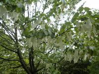 Lanhydrock House and Gardens