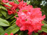 Lanhydrock House and Gardens