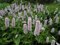 Lanhydrock House and Gardens