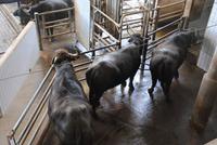 Wartezone zum vollautomatischen Melken