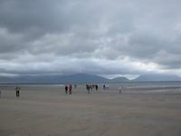 Strandläufer
