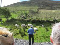 Schäfer Brandon erklärt