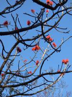 im botanischen Garten // Funchal